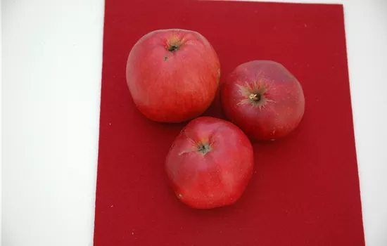 Malus 'Himbeerapfel' CAC Malus 'Himbeerapfel' CAC