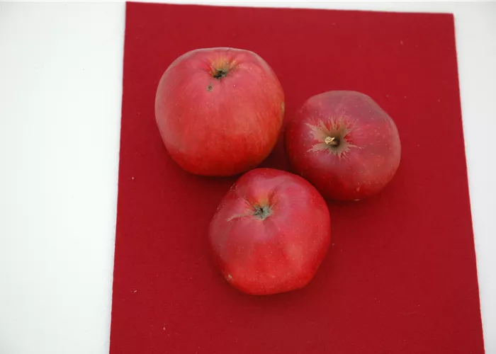 Malus 'Himbeerapfel' CAC