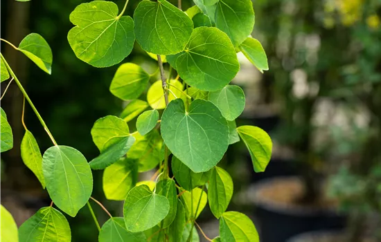 Cercidiphyllum j. 'Pendulum' Cercidiphyllum j. 'Pendulum'