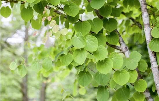 Cercidiphyllum japonicum Cercidiphyllum japonicum