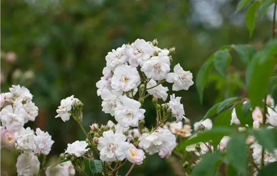 Rosa 'Paul's Himalayan Musk Rambler' KL Rosa 'Paul's Himalayan Musk Rambler' KL