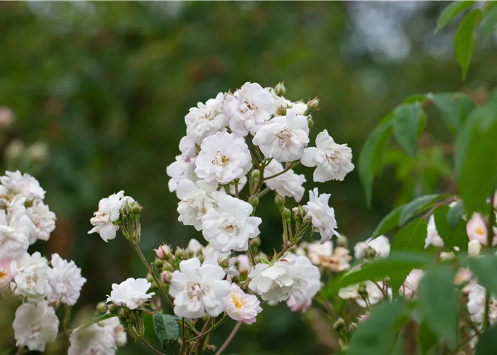 Rosa 'Paul's Himalayan Musk Rambler' KL Rosa 'Paul's Himalayan Musk Rambler' KL