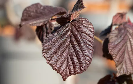 Corylus 'Red Majestic'