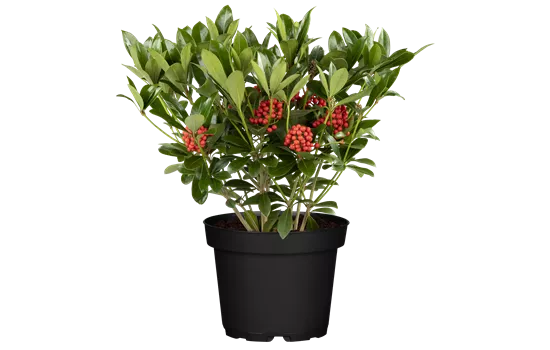 Skimmia japonica Temptation