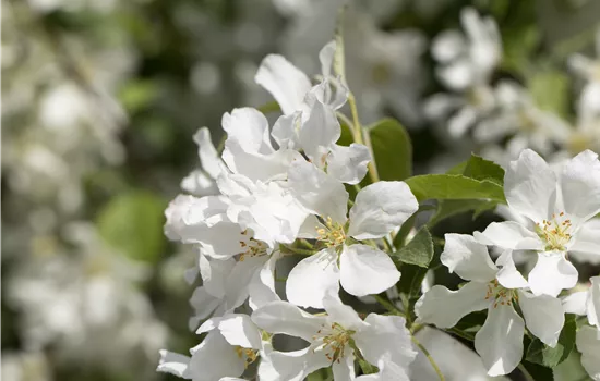 Malus baccata 'Street Parade' Malus baccata 'Street Parade'