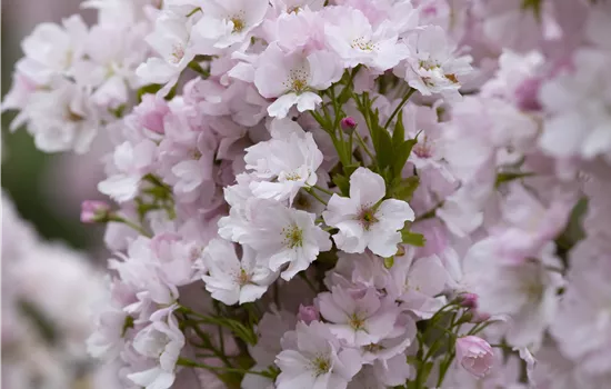 Prunus ser. 'Amanogawa' Prunus ser. 'Amanogawa'