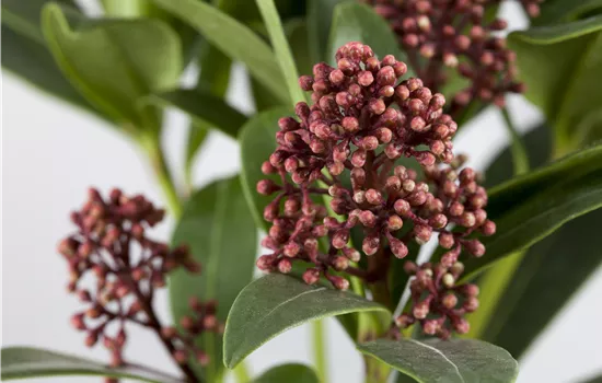Skimmia j. 'Rubella' Skimmia j. 'Rubella'