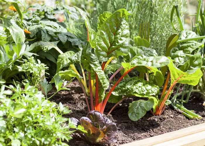 Frisches und leckeres Gemüse aus dem eigenen Garten