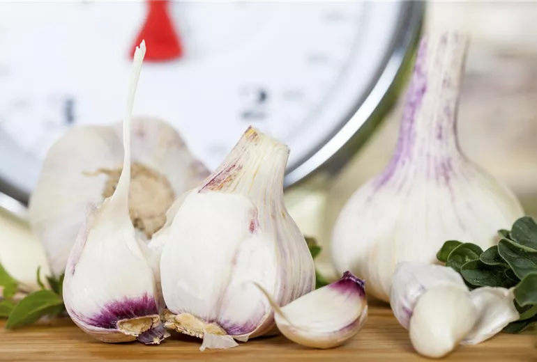 Allium sativum Allium sativum