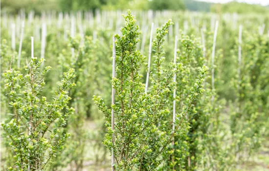 Ilex crenata 'Glorie Dwarf' -R- Ilex crenata 'Glorie Dwarf' -R-