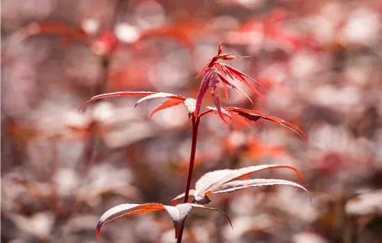 Acer palmatum 'Skeeter's Broom'