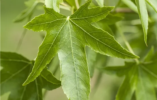 Liquidambar styraciflua