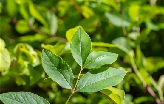 Lonicera purpusii Lonicera purpusii
