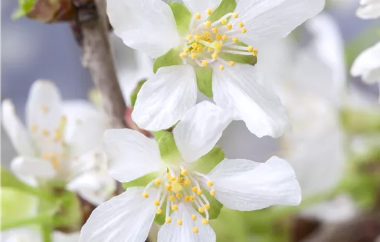 Prunus incisa 'Kojou-no-mai' Prunus incisa 'Kojou-no-mai'