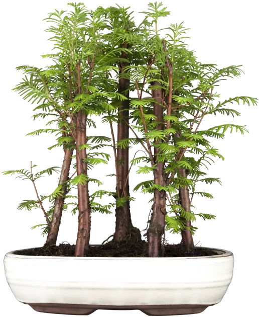 Metasequoia glyptostroboides