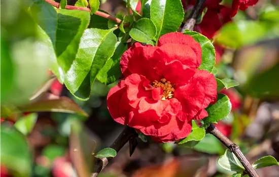 Chaenomeles speciosa 'Scarlet Storm' -R-