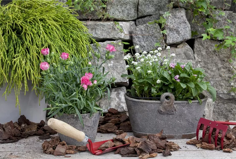 Myosotis sylvatica, rosa