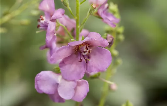 Verbascum phoeniceum 
