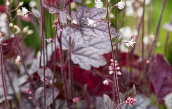 Heuchera hybr. Heuchera hybr.