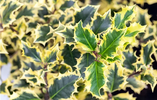 Ilex meserveae Golden Angel Ilex meserveae Golden Angel