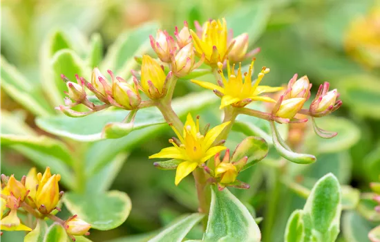 Sedum kamtschaticum Variegatum Sedum kamtschaticum Variegatum