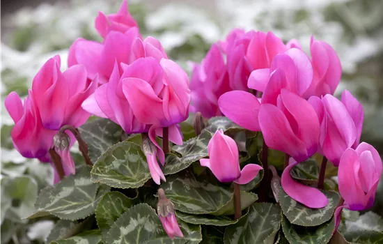 Cyclamen persicum Cyclamen persicum