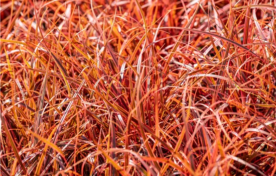 Uncinia rubra Everflame Uncinia rubra Everflame