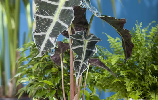 Alocasia mix Alocasia mix