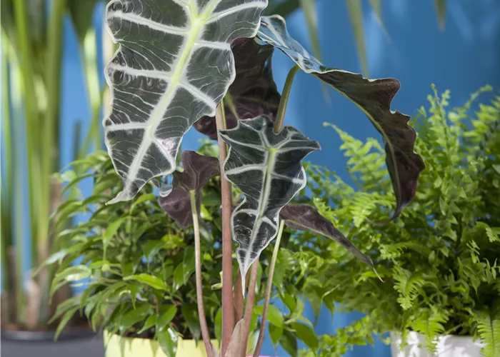 Alocasia mix Alocasia mix