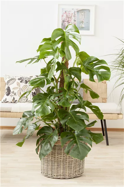 Monstera deliciosa