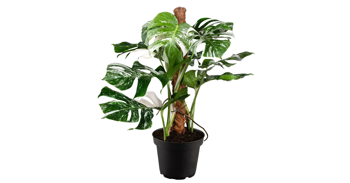philodendron rhaphidophora Philodendron Mini Monstera Minima