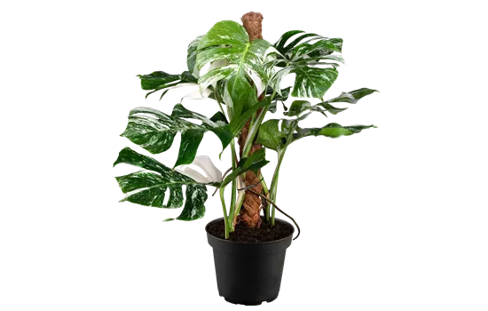 Monstera deliciosa variegata Monstera deliciosa variegata