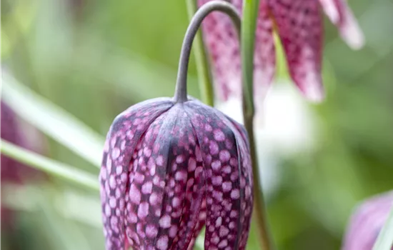 Fritillaria meleagris