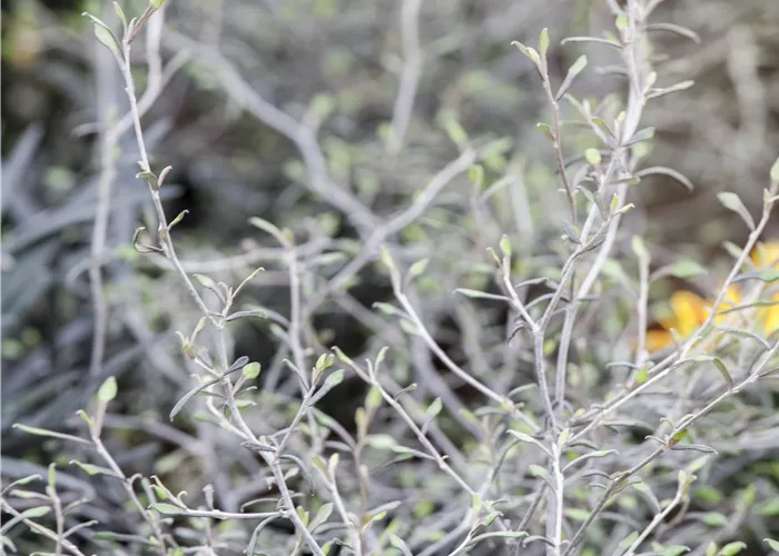 Corokia cotoneaster Corokia cotoneaster