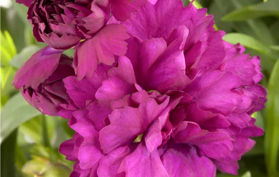Dianthus caryophyllus Mix
