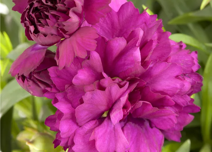 Dianthus caryophyllus Mix