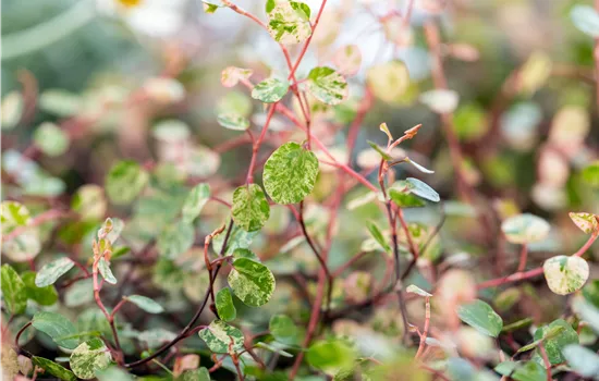 Muehlenbeckia complexa Pink Camouflage Muehlenbeckia complexa Pink Camouflage