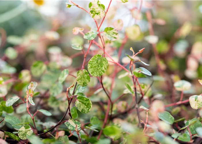Muehlenbeckia complexa Pink Camouflage Muehlenbeckia complexa Pink Camouflage