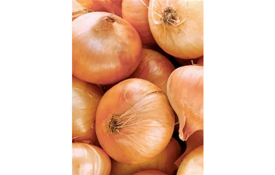 Steckzwiebeln Stuttg. Riesen Steckzwiebeln Stuttg. Riesen