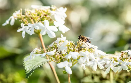 Viburnum plicatum 'Summer Snowflake' Viburnum plicatum 'Summer Snowflake'