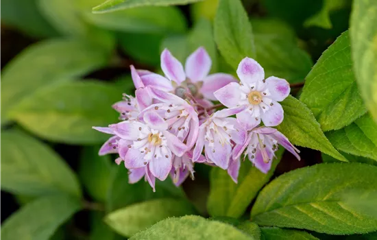 Deutzia magnifica 'Tourbillon Rouge'