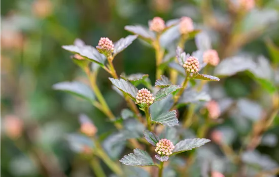 Physocarpus opulifolius 'Tiny Wine' -R- Physocarpus opulifolius 'Tiny Wine' -R-