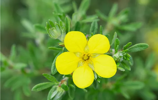 Potentilla fruticosa 'Bella Lindsey' -R-