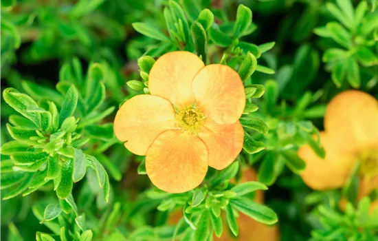 Potentilla fruticosa 'Bella Sol' -R-