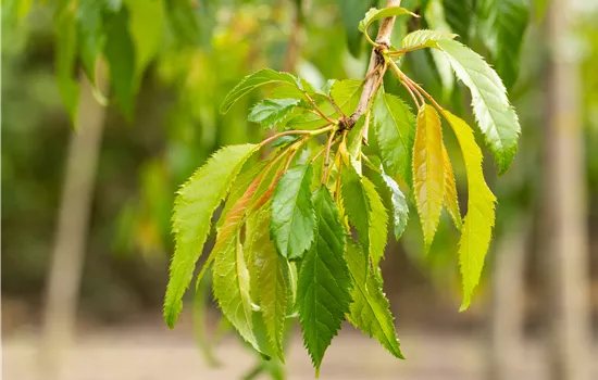 Prunus serrulata 'Kiku-shidare-zakura' Prunus serrulata 'Kiku-shidare-zakura'