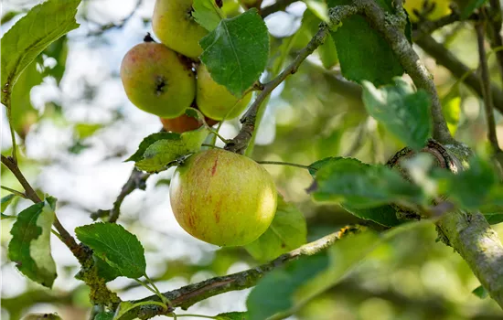 Malus 'Cox Orange Renette' CAC Malus 'Cox Orange Renette' CAC