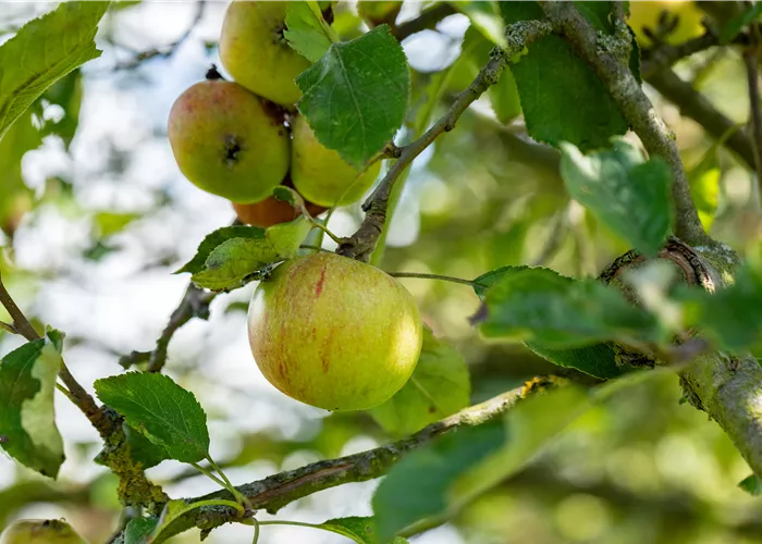 Malus 'Cox Orange Renette' CAC Malus 'Cox Orange Renette' CAC