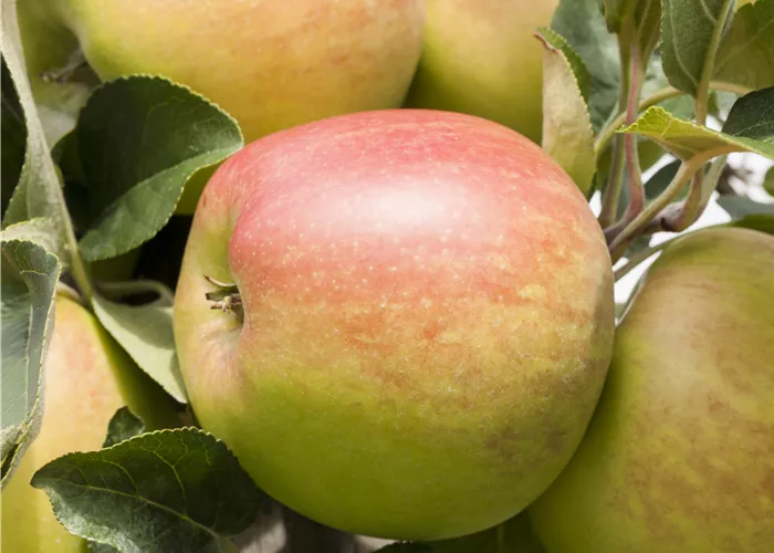 Malus 'Delbarestivale' CAC Malus 'Delbarestivale' CAC