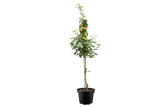 Malus 'Prinz Albrecht von Preußen' CAC