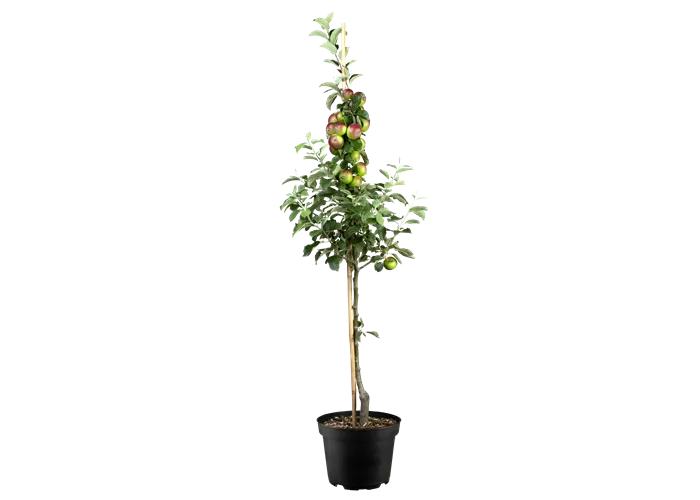 Malus 'Prinz Albrecht von Preußen' CAC